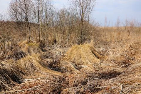 Bog at the beginning of spring with dry reed, hummocks and bushes Stock Photos