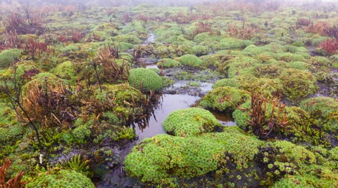 A bog in the bottom of a valley at high altitude in the Andes Vídeo Stock 47937042
