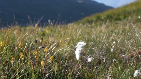 Bog Cotton Video stock 90860748