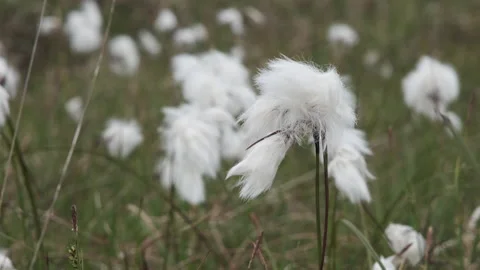 Bog cotton Stock Footage 167234725