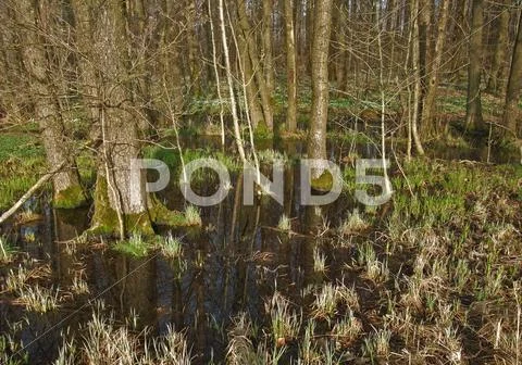 Bog at evening time Stock Photos