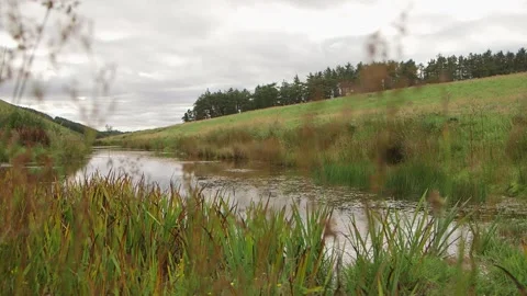 Bog on field Vidéo 143734445