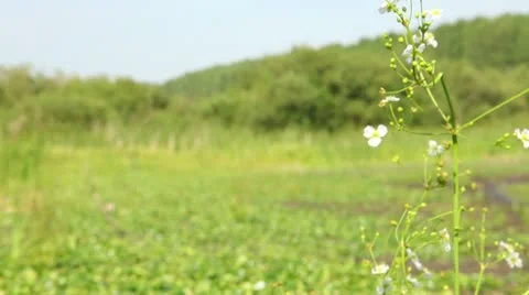 Bog flowers Stock Footage 11434703