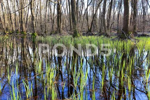 Bog in forest Stock Photos