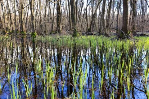 Bog in forest Stock Photos