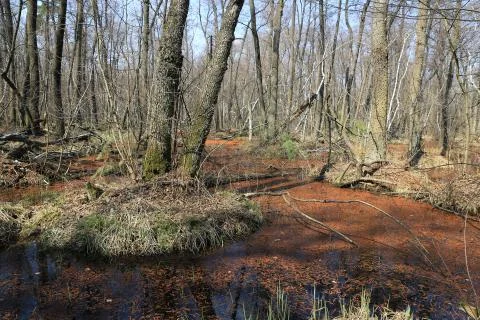 Bog in forest Stock Photos