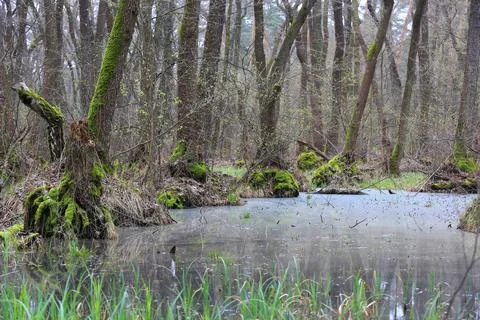 Bog in forest Stock Photos