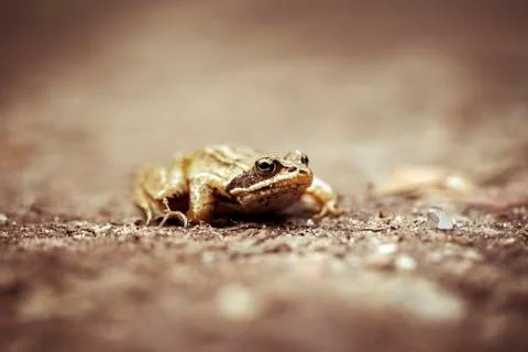 Bog frog - forest trail - front view 库存照片