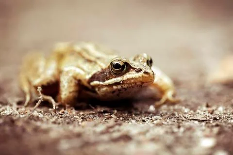 Bog frog - forest trail - front view - macro 库存照片