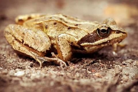 Bog frog - forest trail - macro 库存照片