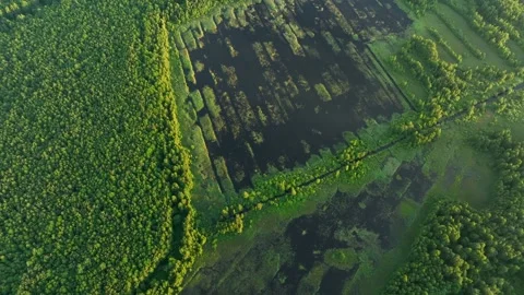 Bog with grass and moss and trees. Swamp landscape. Peatland in wet. Stock Footage 201294907