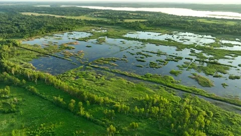 Bog with grass and moss and trees. Swamp landscape. Peatland in wet. Stock Footage 201295261