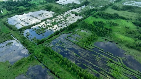 Bog with grass and moss and trees. Swamp landscape. Peatland in wet. Vidéo 201299857