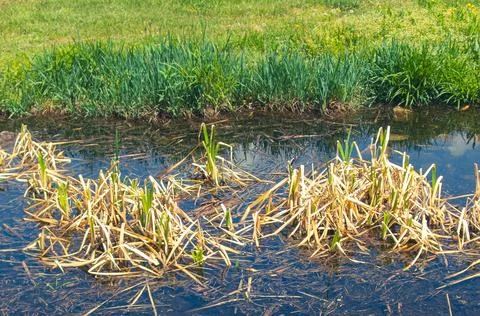 Bog-grass-growing-in-spring-02 Stock Photos
