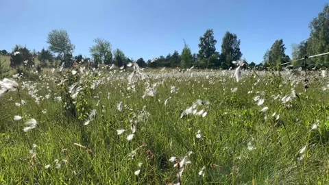 Bog Grasses Swaying in Wind Stock Footage 320860750