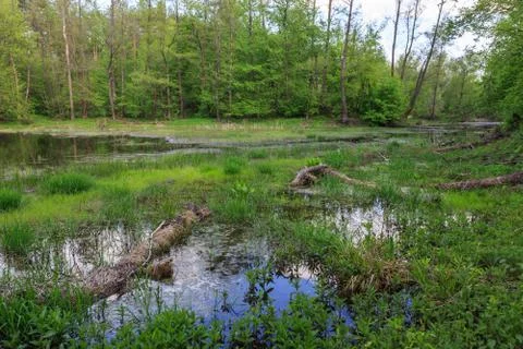 Bog in green forest Stock Photos
