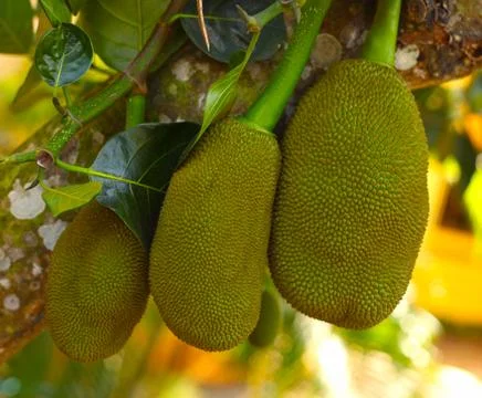 Bog jack fruit gowing on tree Stock Photos