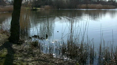 Bog lake reflecting the spring sun in Trørød on Zealand, Denmark 스톡 동영상 358552