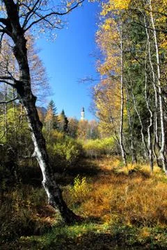 Bog Landscape in Allgu Stock Photos