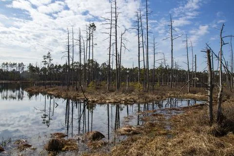 Bog landscape with pools in spring, cloudy sky, Cena Moorland, Latvia 写真素材