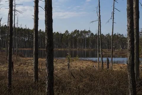 Bog landscape with pools in spring, cloudy sky, Cena Moorland, Latvia 写真素材