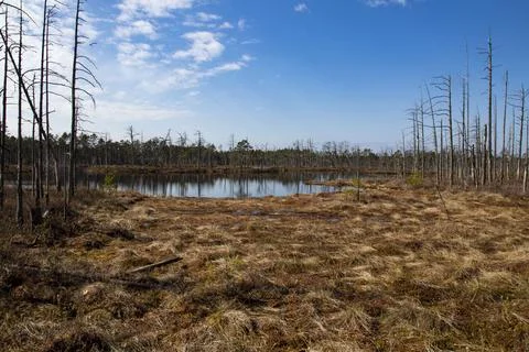 Bog landscape with pools in spring, cloudy sky, Cena Moorland, Latvia 写真素材