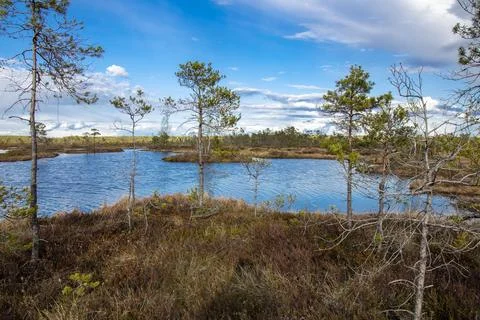Bog landscape with pools in spring, cloudy sky, Cena Moorland, Latvia Stock Photos