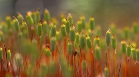 Bog Moss. Macro Stock Footage 54893903