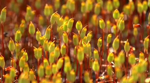 Bog Moss. Macro Stock Footage 54898137