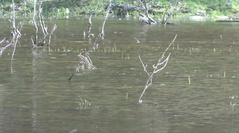 Bog in mountains Stock-Footage 68999884