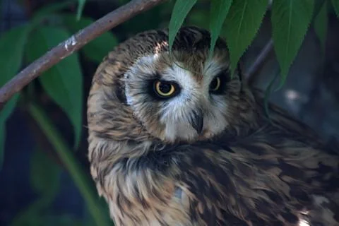 Bog owl Stock Photos