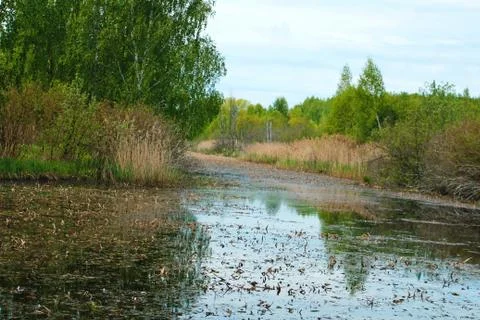 Bog Stock Photos