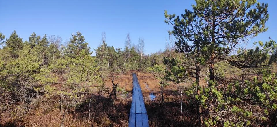 Bog Stock Photos
