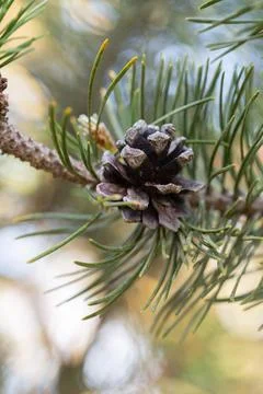 Bog pine Pinus mugo subsp rotundata cone in close up Black Forest Stock Photos