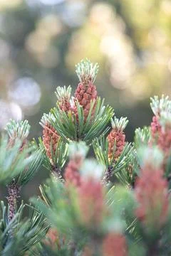 Bog pine Pinus mugo subsp rotundata young cones on branch Baden Wuerttemberg Stock Photos
