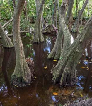 The bog in the primeval forest with rees and plants Stock Photos