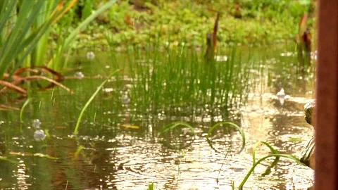 Bog Rain Stock Footage 105066665