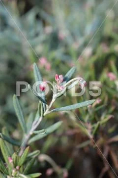 Bog rosemary Blue Ice Stock Photos