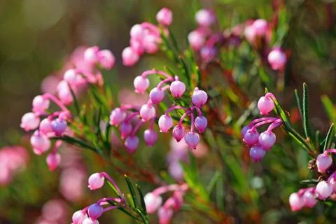 Bog-rosemary Foto stock