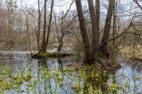 Bog in spring forest Stock Photos