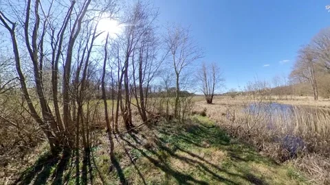 Bog in spring with pollen count and pollen bushes - Teich Stock Footage 306147939