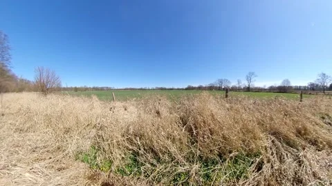 Bog in spring with sun and pollen bushes Stock Footage 306147528