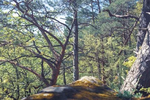 Bog stone in the forest Stock Photos