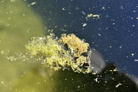 Bog surface with green algae in summer Stock Photos