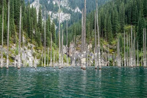 Bog trunks of spruce trees in water of Kaindy Lake, nature of central asia Stock Photos