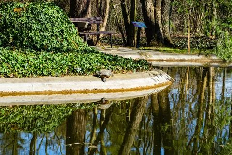 Bog turtle basking in the sun on the shore of a pond in the park Stock Photos