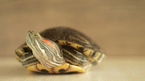 Bog turtle hiding its head in armor Stock Footage 33888062