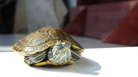 Bog Turtle Hiding Its Head In Armor Stock Footage 41797230