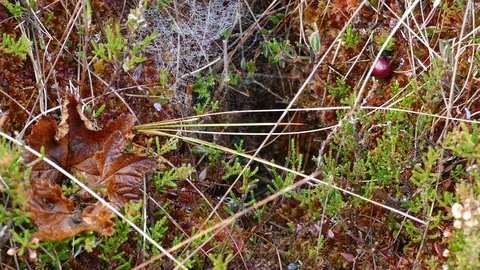 Bog vegetation and spider web Stock Footage 97411168