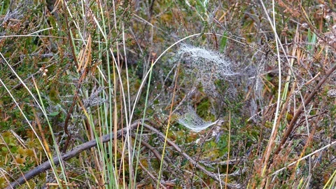 Bog vegetation and spider web Stock-Footage 97412748